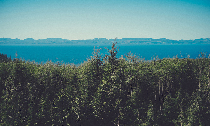 绿色版干净的短信轰炸免费在线网站